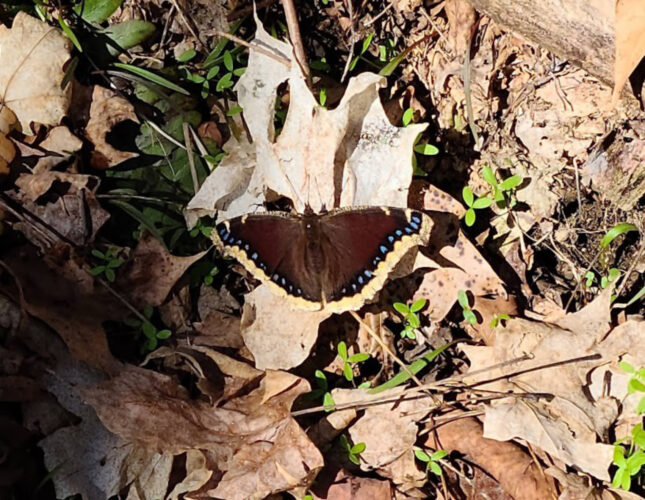 Seeking mourning cloak butterflies